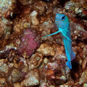 yellow-headed jawfish
