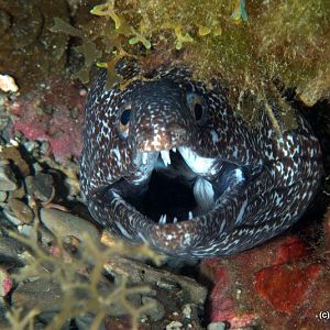 Eel gape