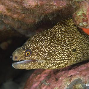 Eel