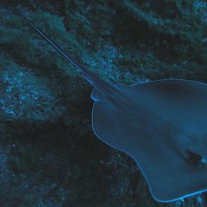 stingray