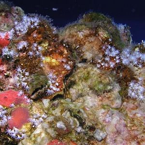 rig coral
