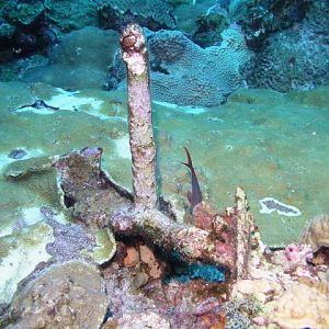 anchor being reclaimed by the reef