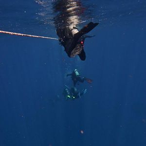 Online Divers