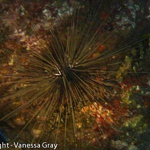 Night Dive Urchin