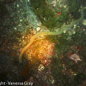 Night Dive - Big Worm
