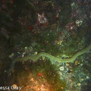 Worm (really big one)