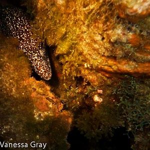 Shy Eel - Night Dive