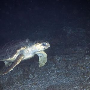 Attack Turtle