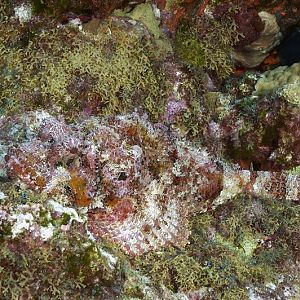 Fish in there somewhere