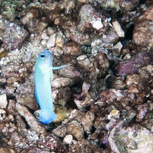 Jawfish