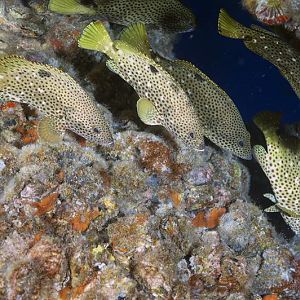 Grouper