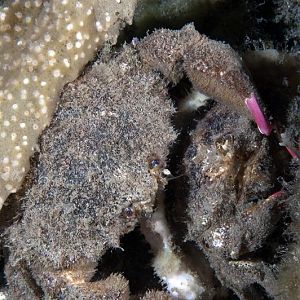 Decorator Crab Love