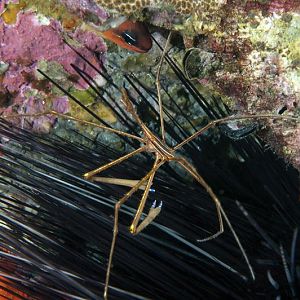 Arrow Crab