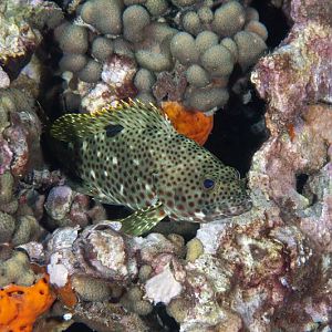 Grouper