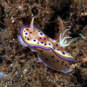 nudibranch
