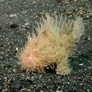 December - Nudilover - Hairy Frogfish