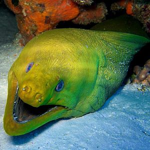 October - Squid - Moray Head On