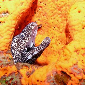 September - Sushi Boy - Say Aaahh