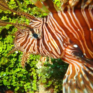 August - Joanne - On The Prowl