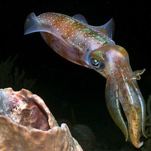 June - Gwndwn - Cuttlefish