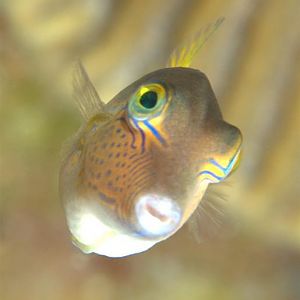 May - Volans - Sharpnosed Puffer