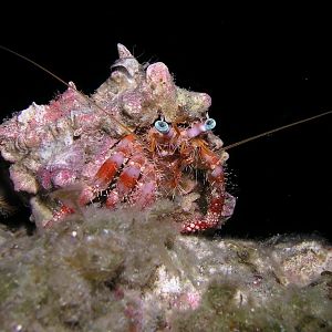 April - Sushi Boy - Decorator Crab