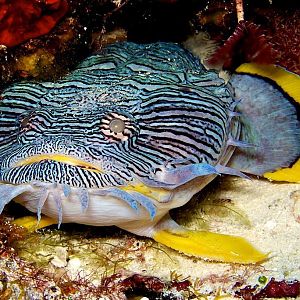 March - Squid - Splendid Toad