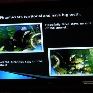 Ummm, piranhas??