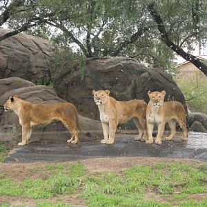 the pride of the Houston zoo