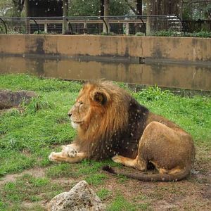 Just lion around