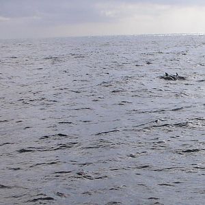 dolphin pod