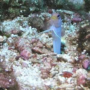 Jawfish