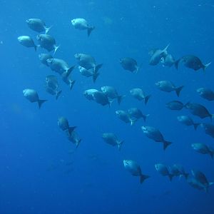 Chub parade