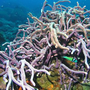 Medusa sponge
