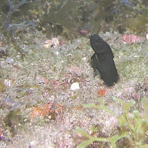 Sailfin blenny