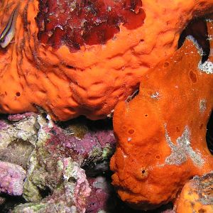 Flower Gardens frogfish