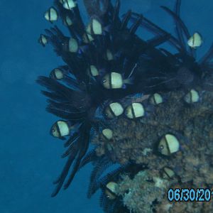 Australia_Underwater_2012_005