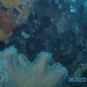 Australia_Underwater_2012_011