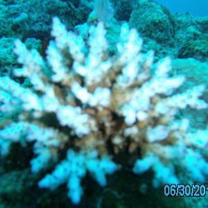 Australia_Underwater_2012_038