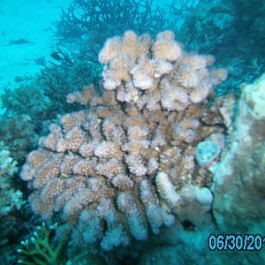 Australia_Underwater_2012_039