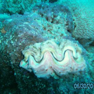 Australia_Underwater_2012_040