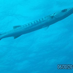 Australia_Underwater_2012_044