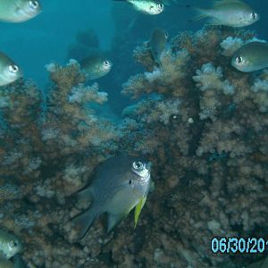 Australia_Underwater_2012_049