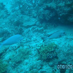 Australia_Underwater_2012_063