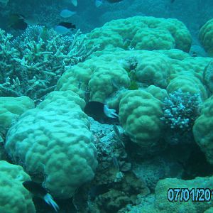 Australia_Underwater_2012_066