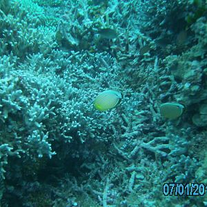 Australia_Underwater_2012_072