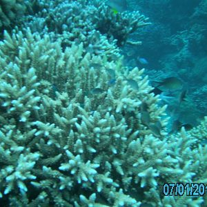 Australia_Underwater_2012_075