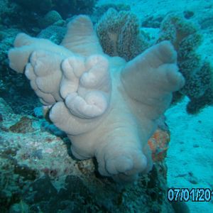 Australia_Underwater_2012_084