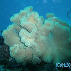Australia_Underwater_2012_085