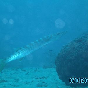 Australia_Underwater_2012_093